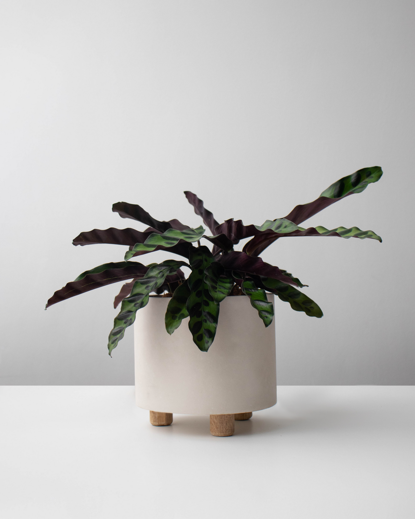 Calathea cebra