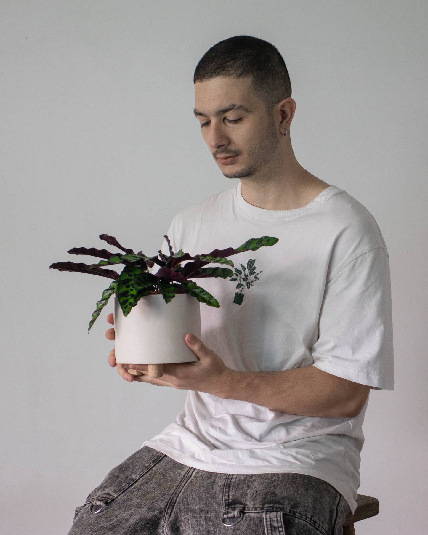 Calathea cebra