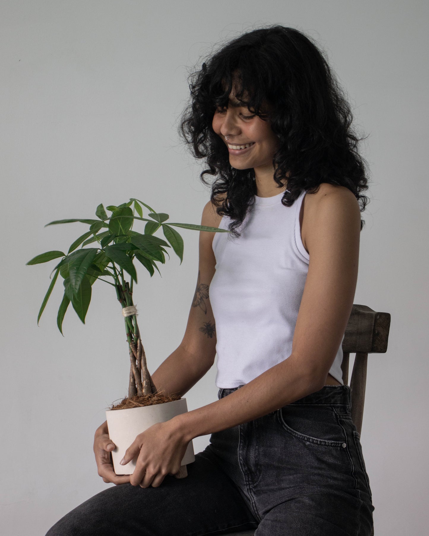 Pachira acuatica