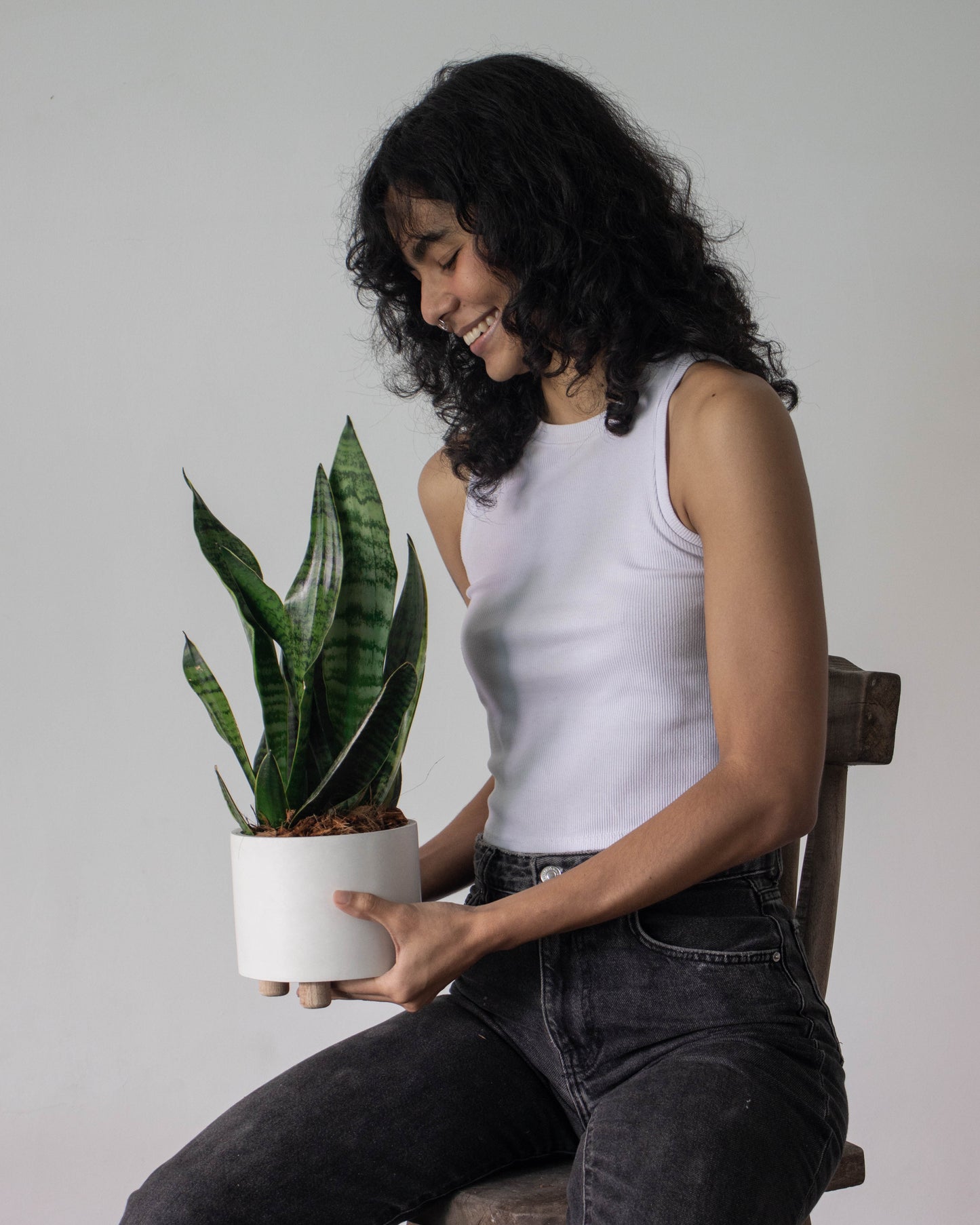 Sansevieria (Lengua de Suegra)