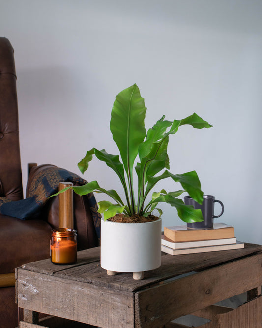 Helecho Nido de Ave Liso