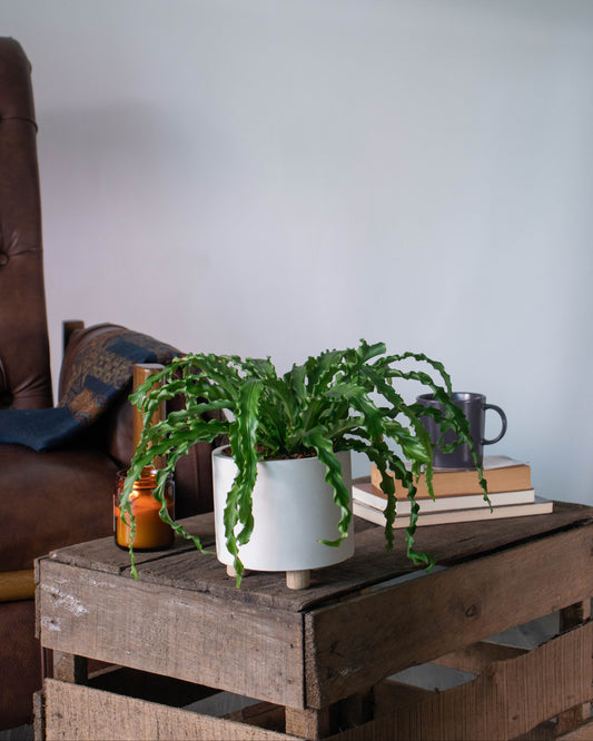 Helecho Nido de Ave Crespo