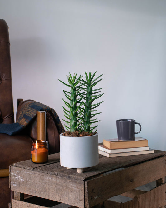 Cactus Opuntia Subulata