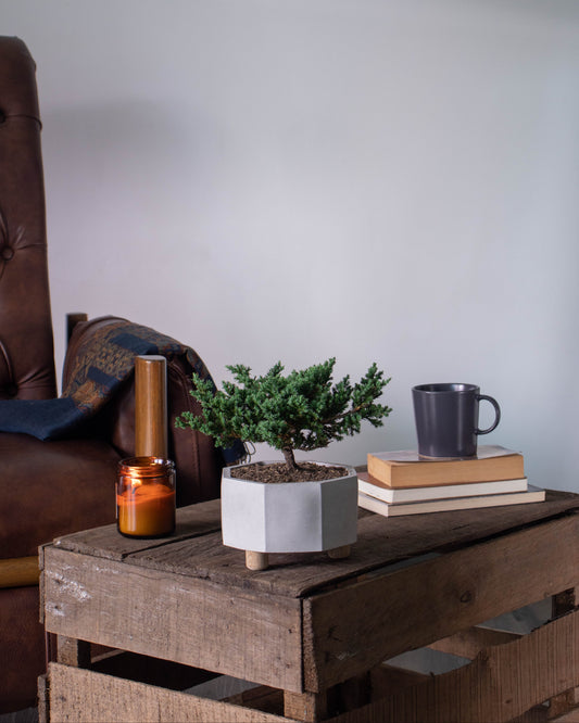 Bonsái Pino Rastrero