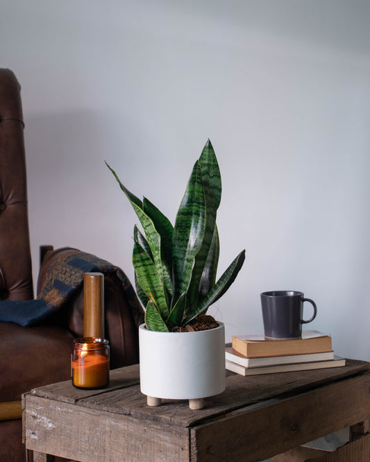 Sansevieria (Lengua de Suegra)