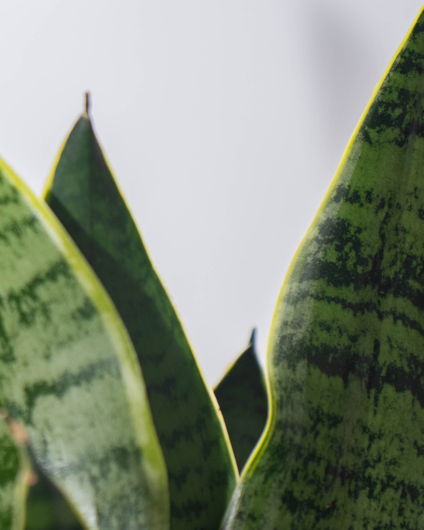 Sansevieria (Lengua de Suegra)
