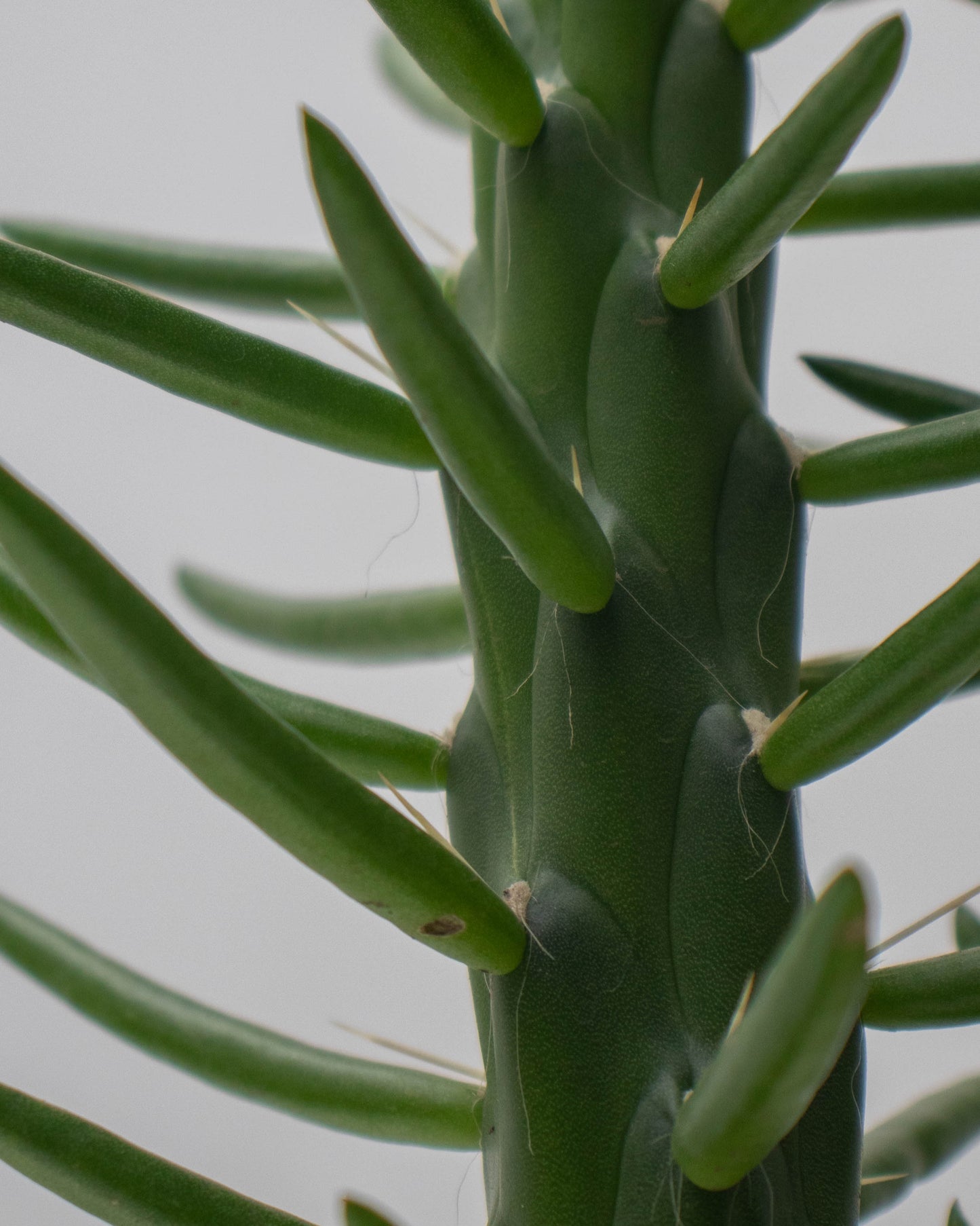 Cactus Opuntia Subulata