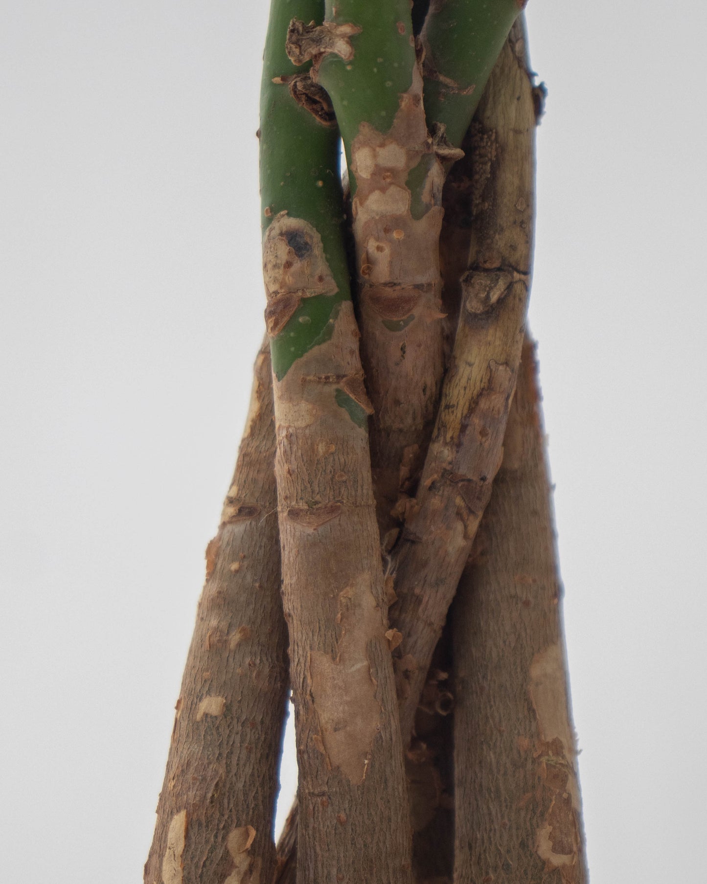 Pachira acuatica