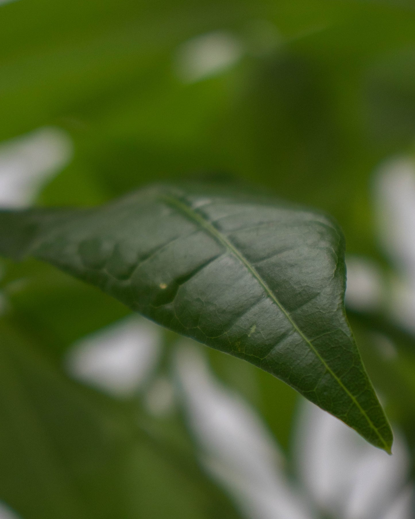 Pachira acuatica
