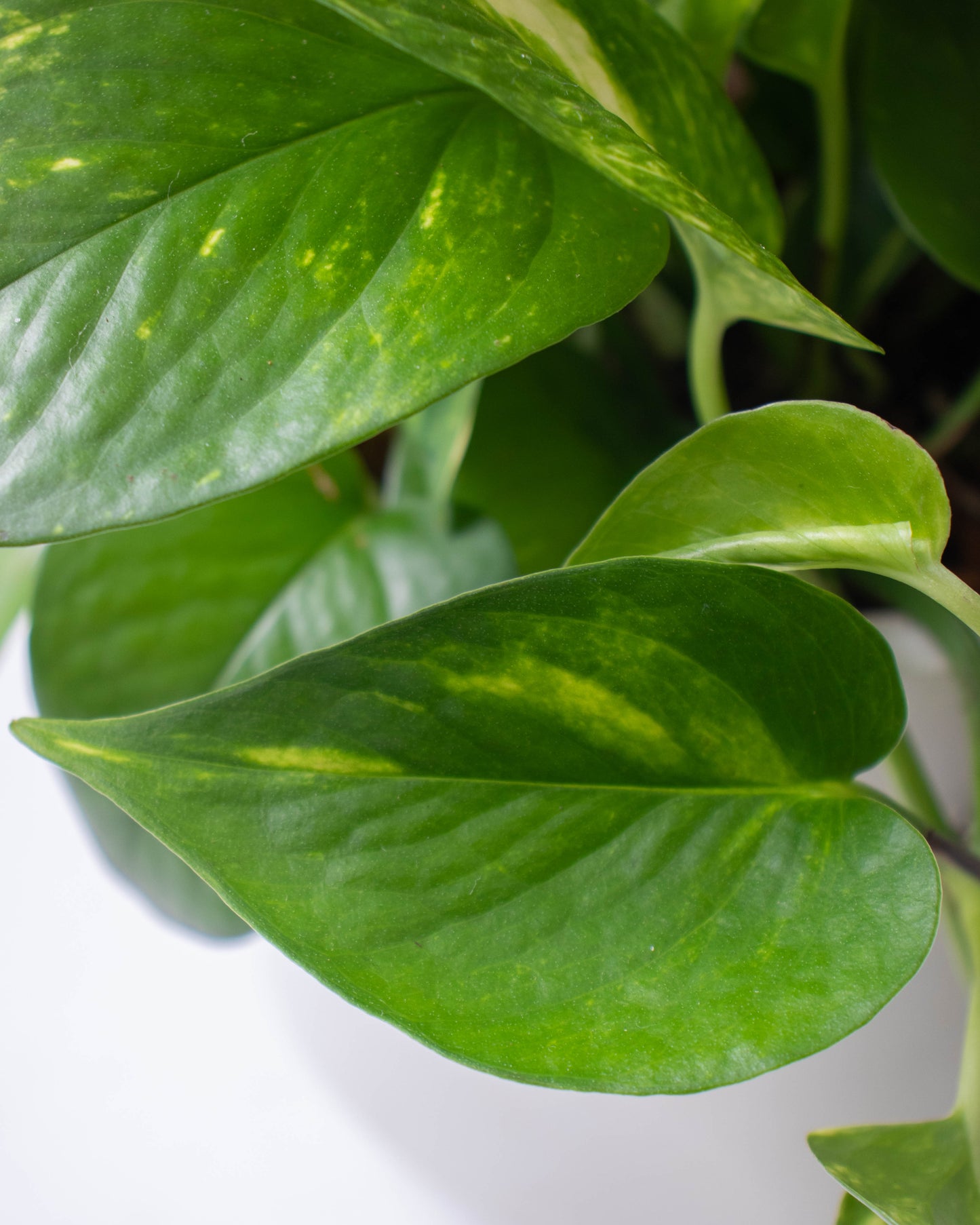 Miami variegado