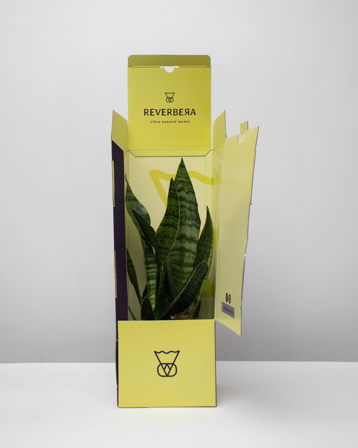 Sansevieria (Lengua de Suegra)