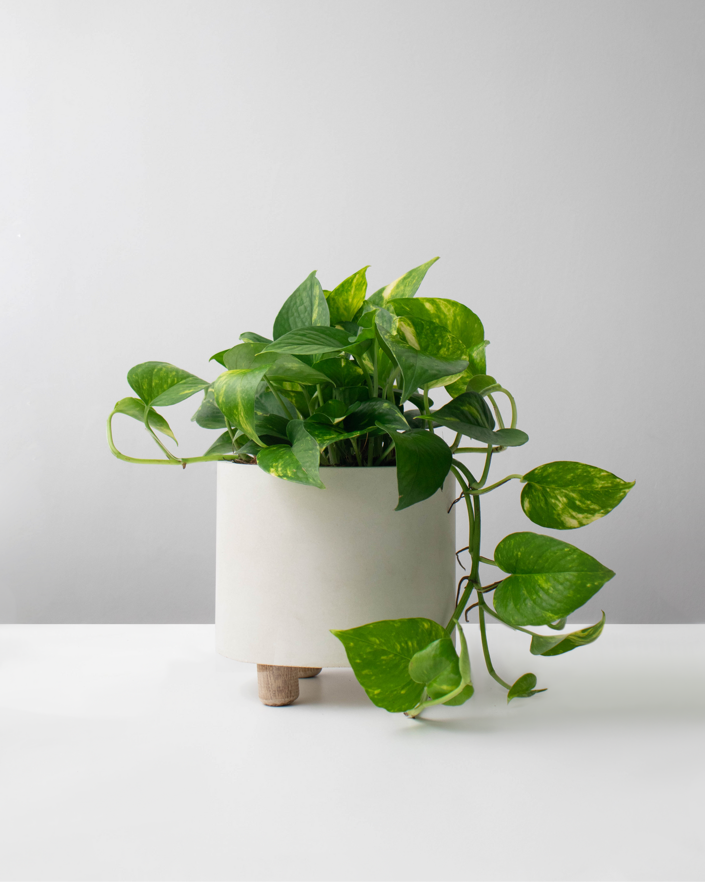 Miami variegado