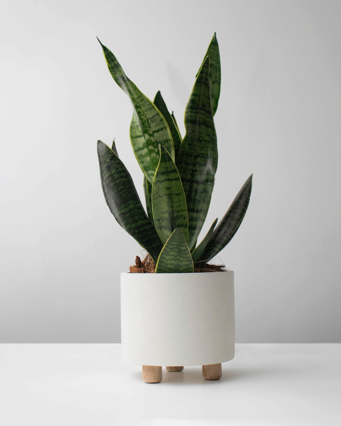 Sansevieria en matera de concreto con patas