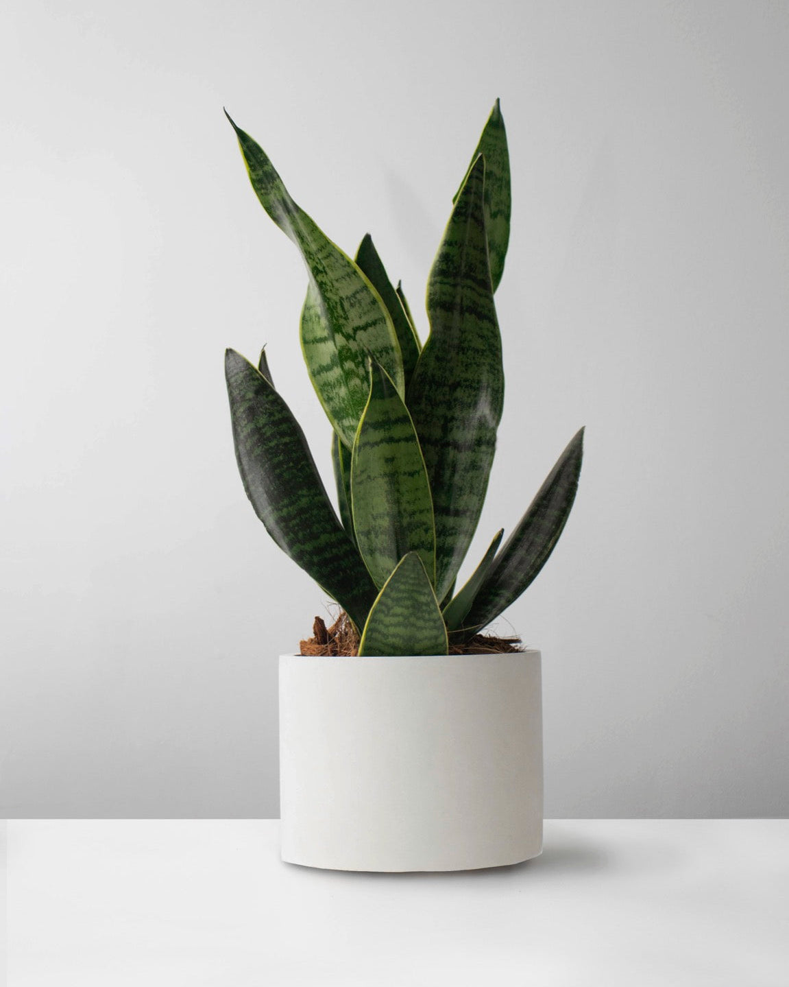 Sansevieria en matera de concreto