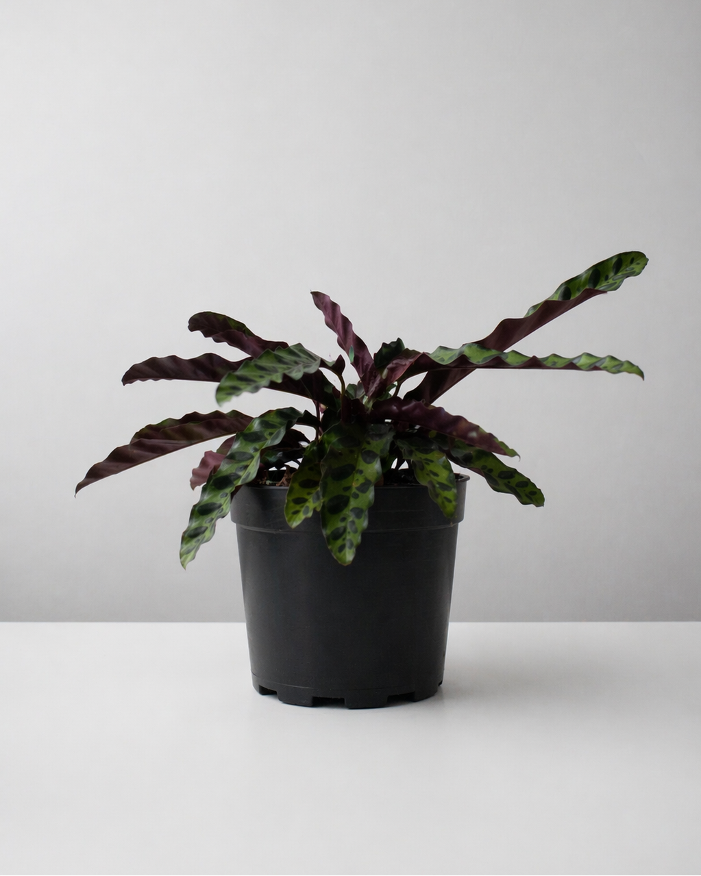 Calathea