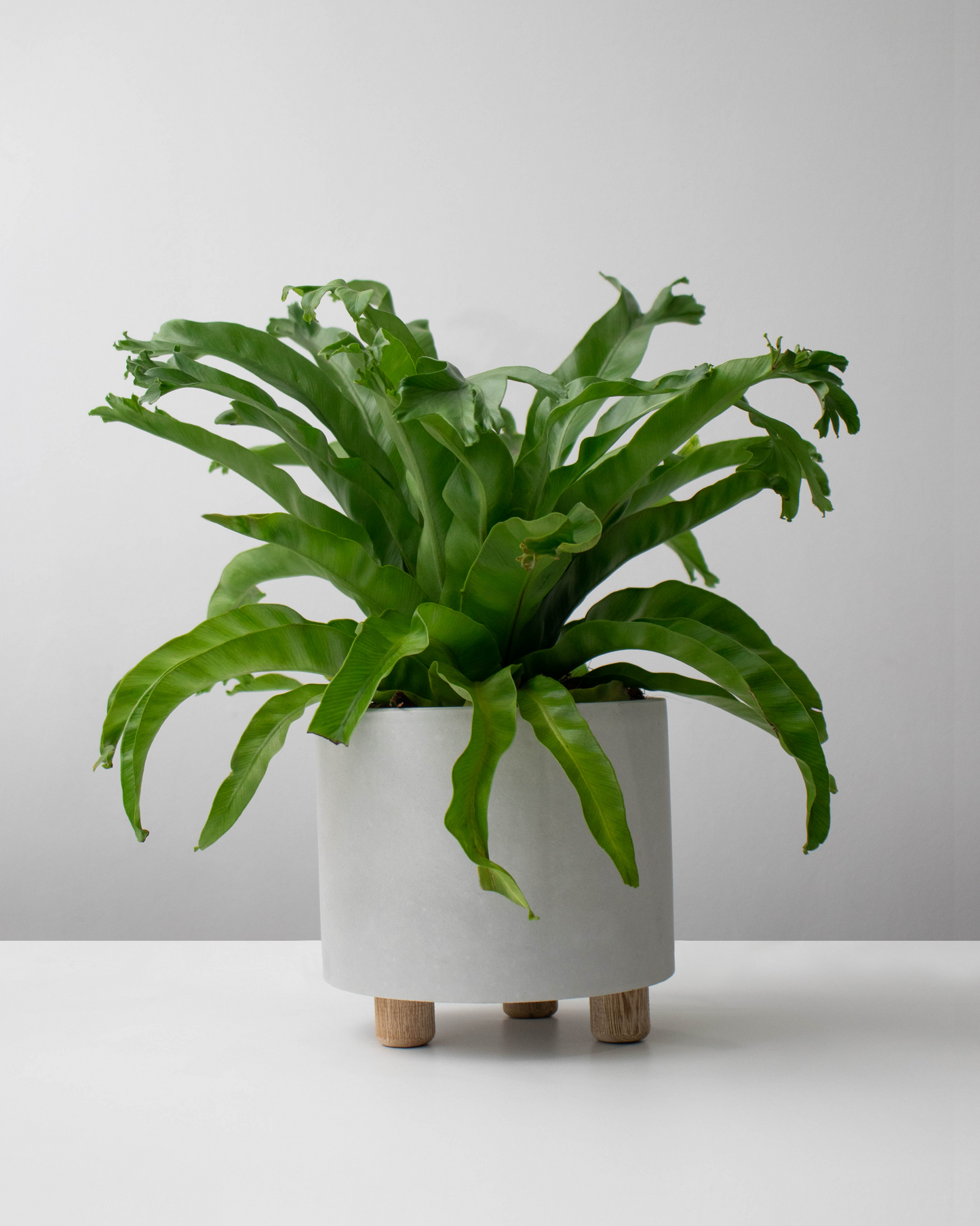 Helecho Cola de Ballena