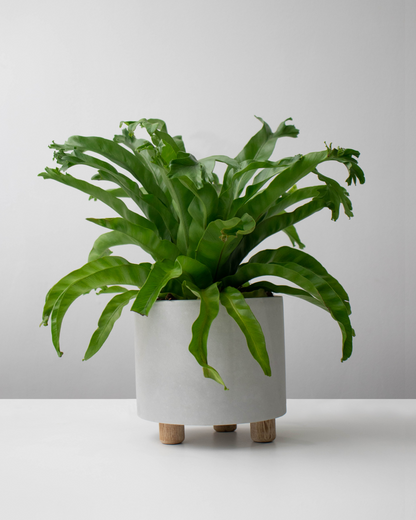 Helecho Cola de Ballena