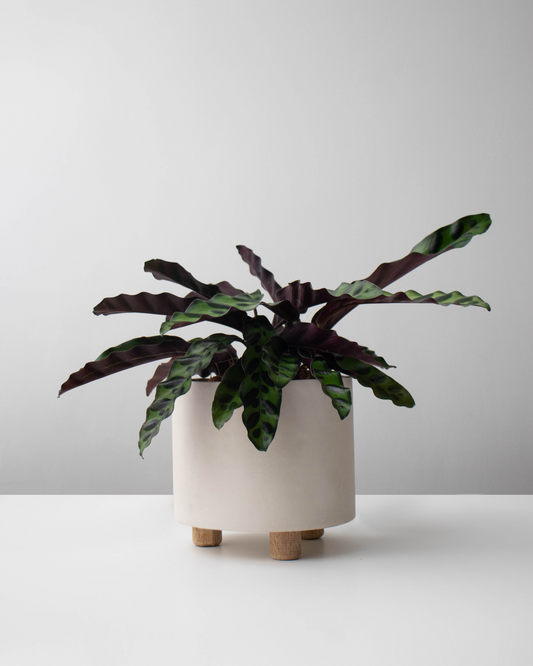 Calathea cebra