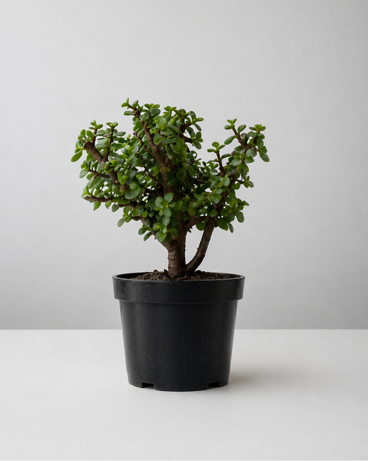 Bonsái jade en matera de cultivo
