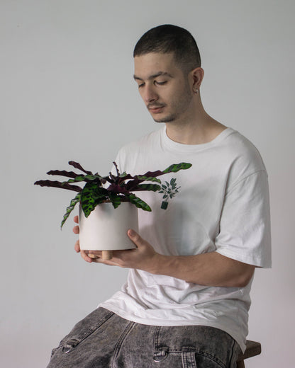Calathea cebra