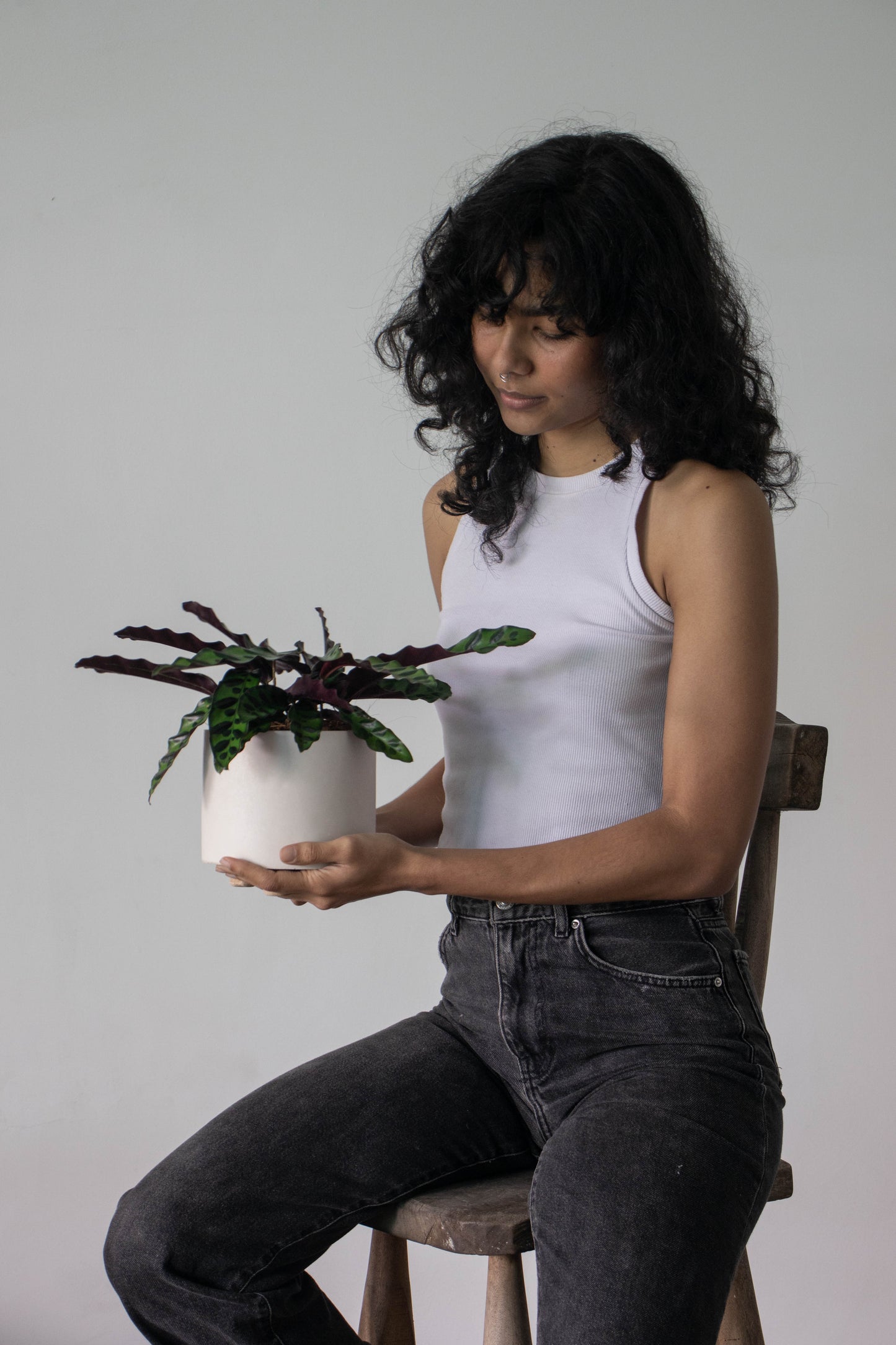 Calathea