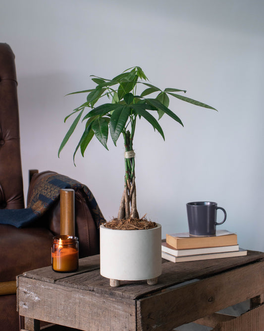 Pachira acuatica (Árbol del dinero)