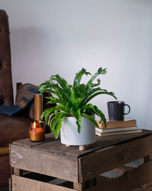 Helecho Cola de Ballena