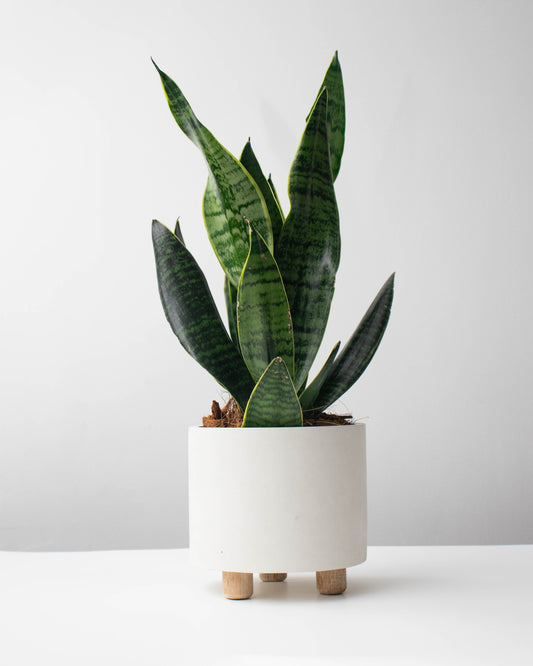 Sansevieria (Lengua de Suegra)