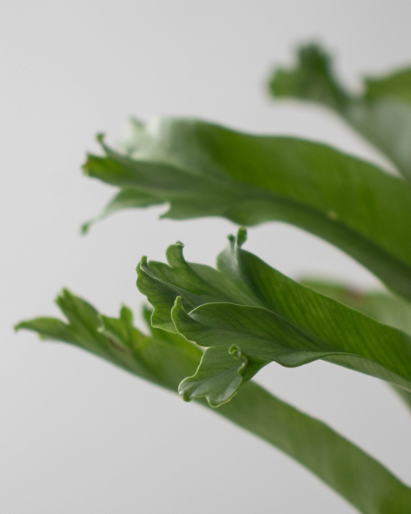 Helecho Cola de Ballena