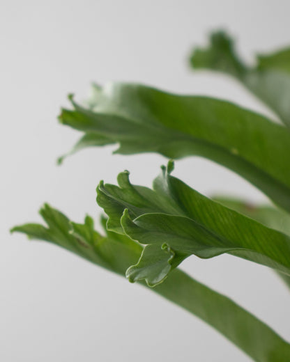 Helecho Cola de Ballena