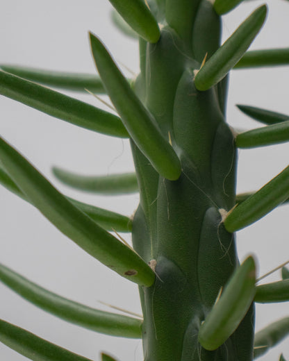 Cactus Opuntia Subulata