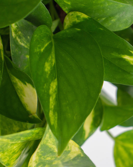 Miami variegado en matera ornamental