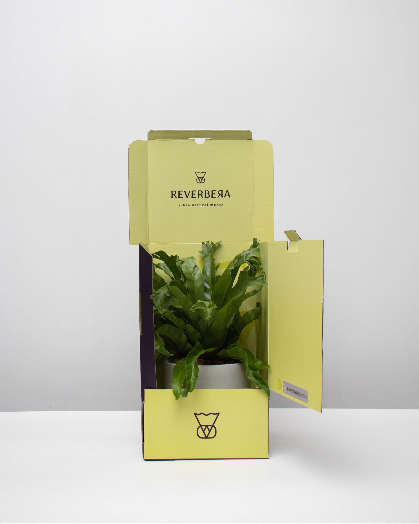 Helecho Cola de Ballena