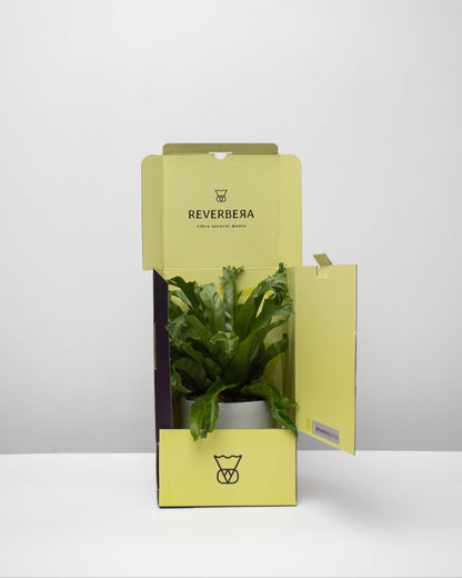 Helecho Cola de Ballena