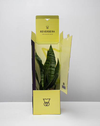 Sansevieria (Lengua de Suegra)