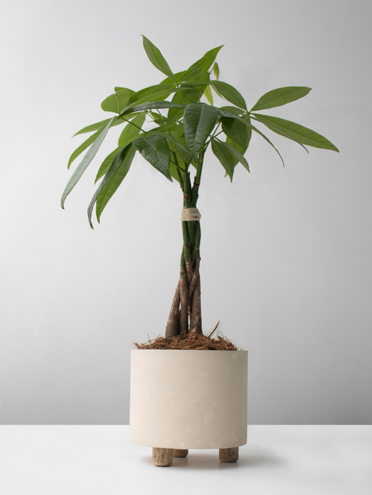 Pachira acuatica