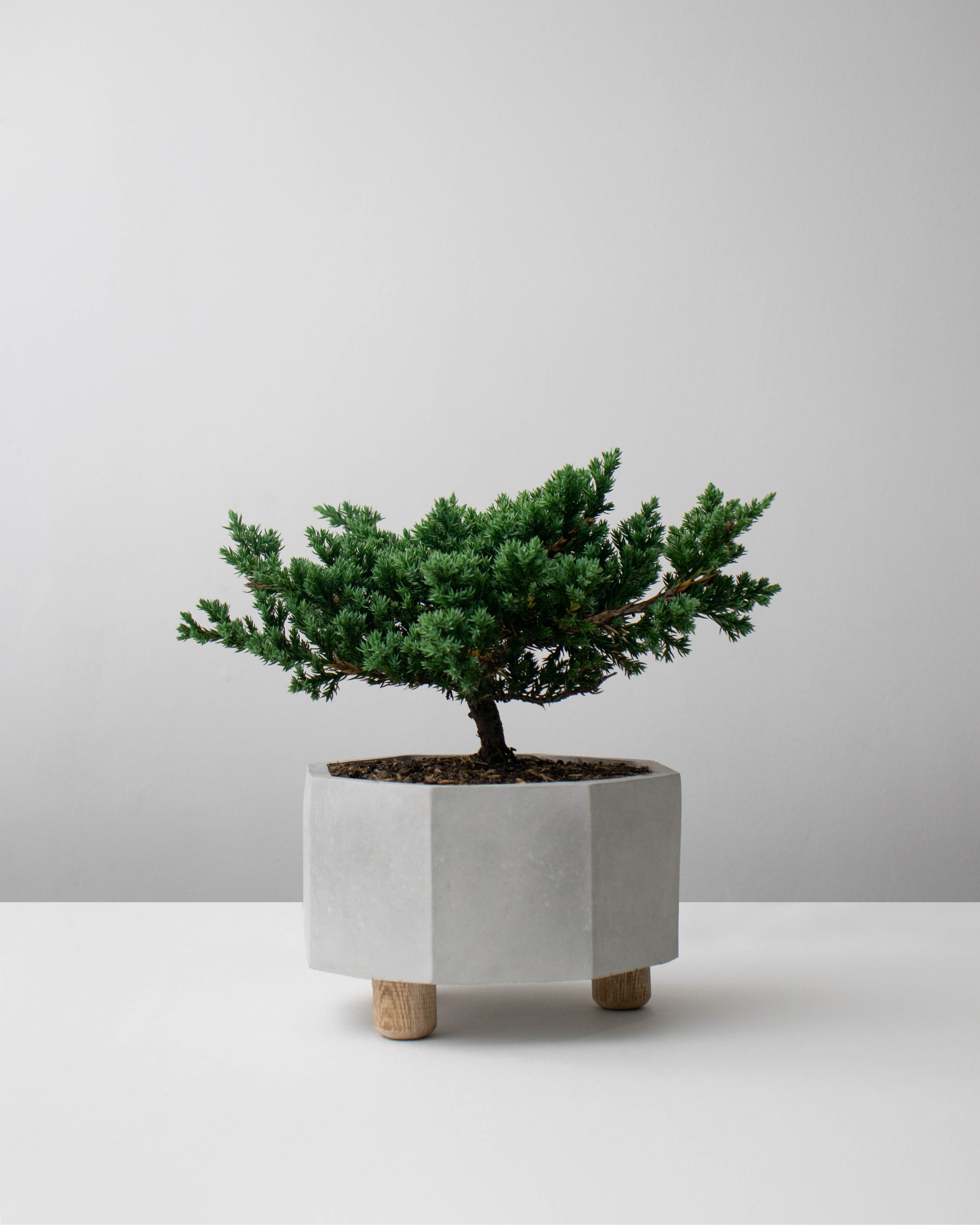 Bonsái pino rastrero