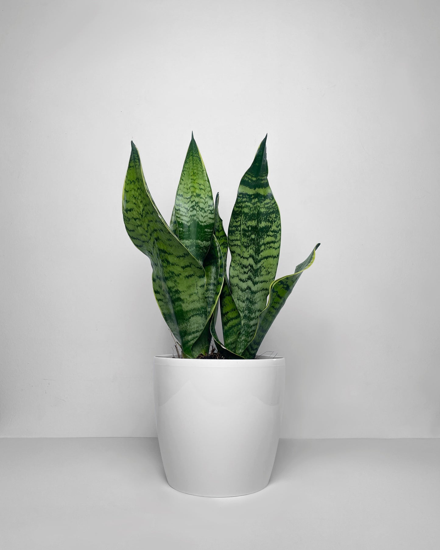 Sansevieria en matera ornamental