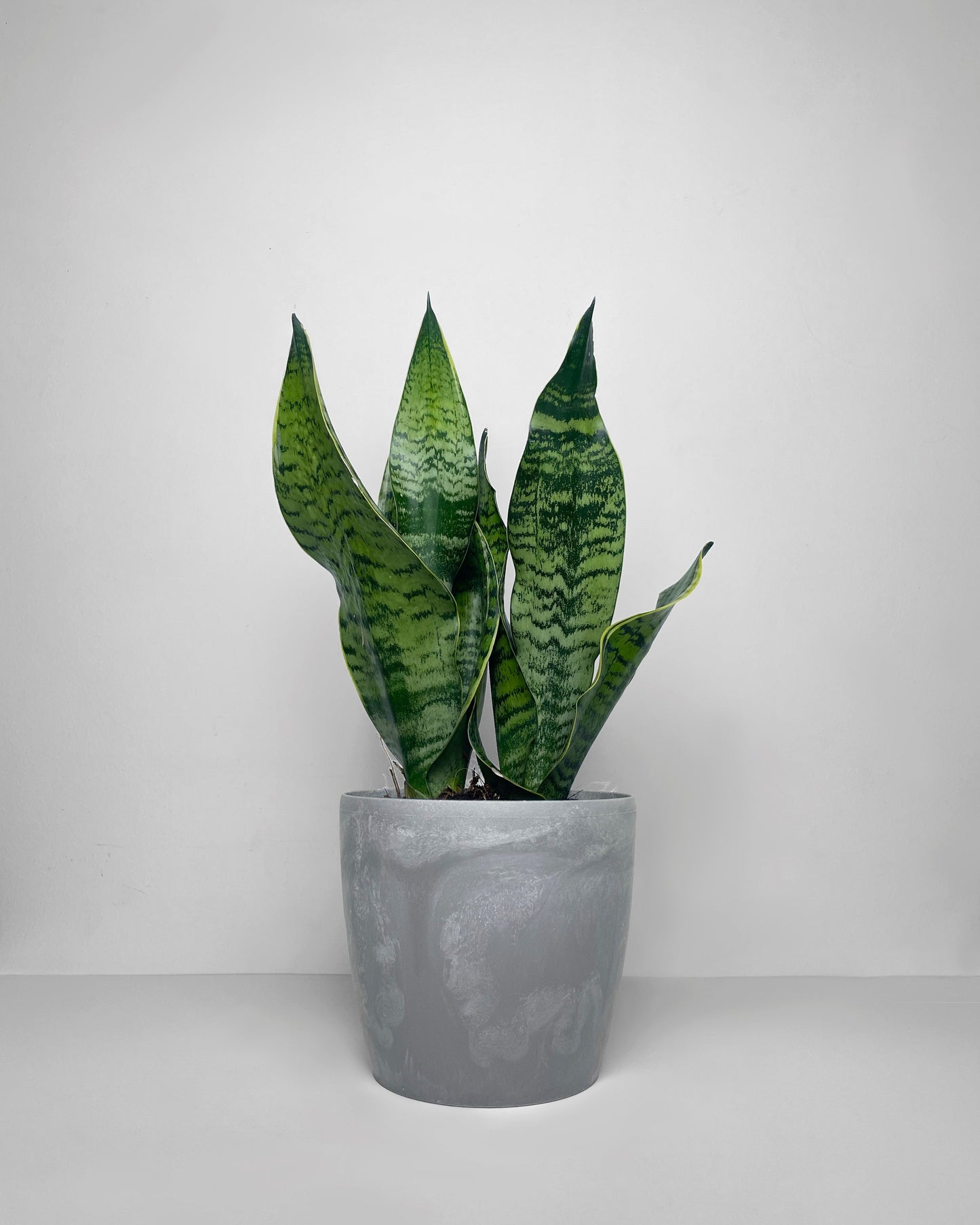 Sansevieria en matera ornamental