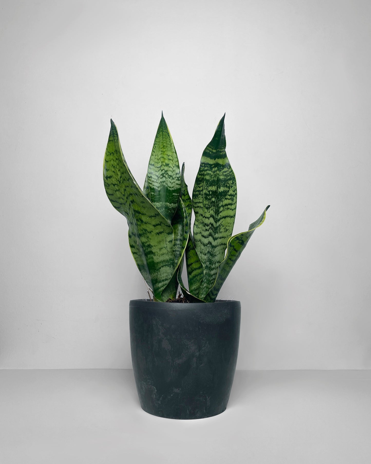 Sansevieria en matera ornamental