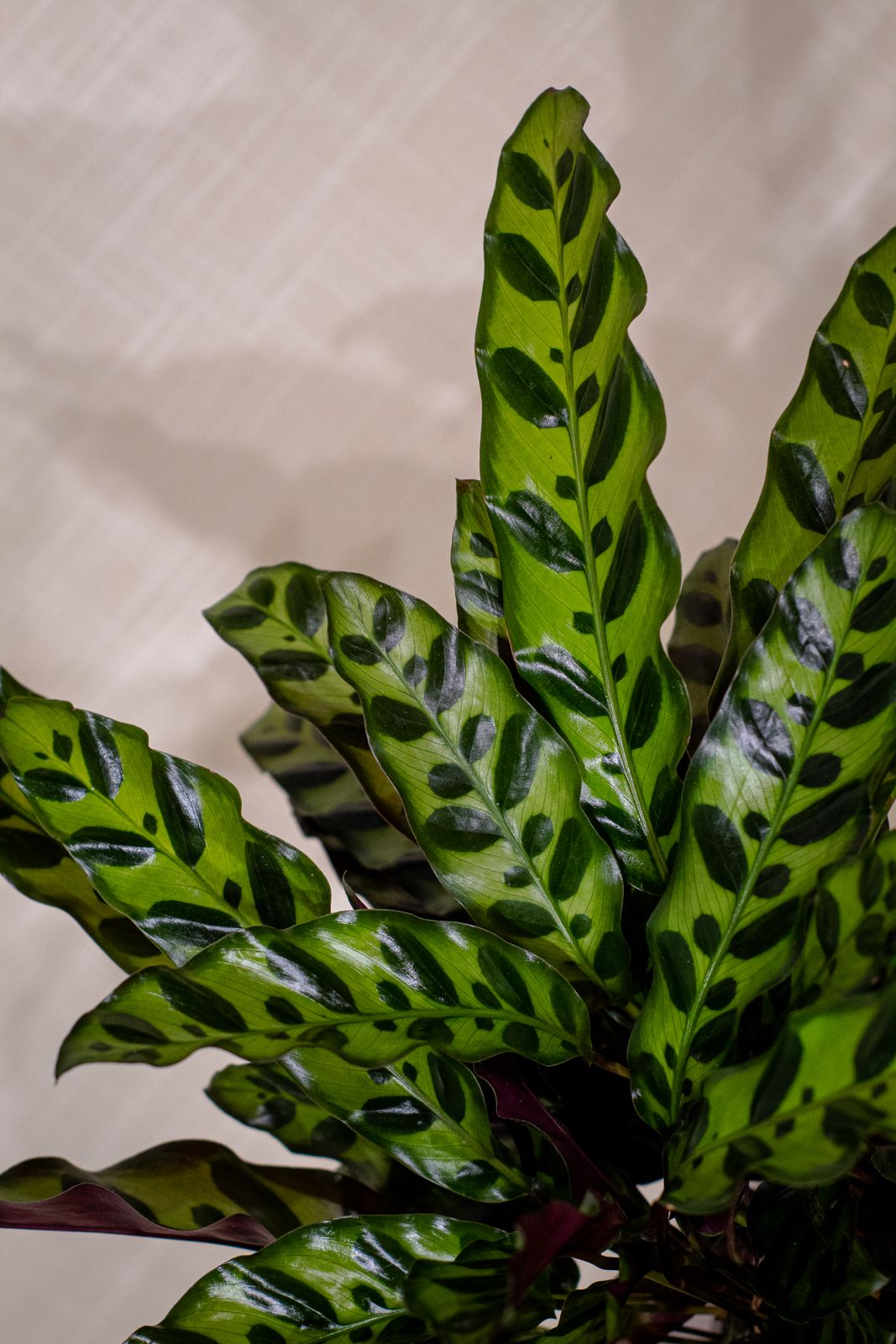 Calathea