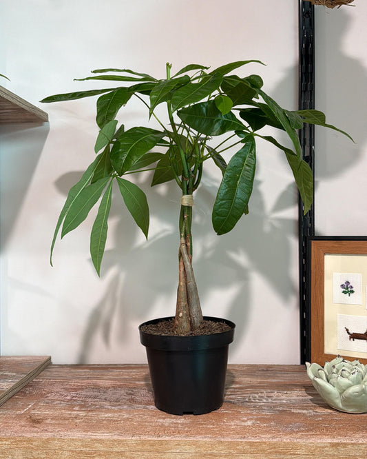 Pachira acuática en matera de cultivo