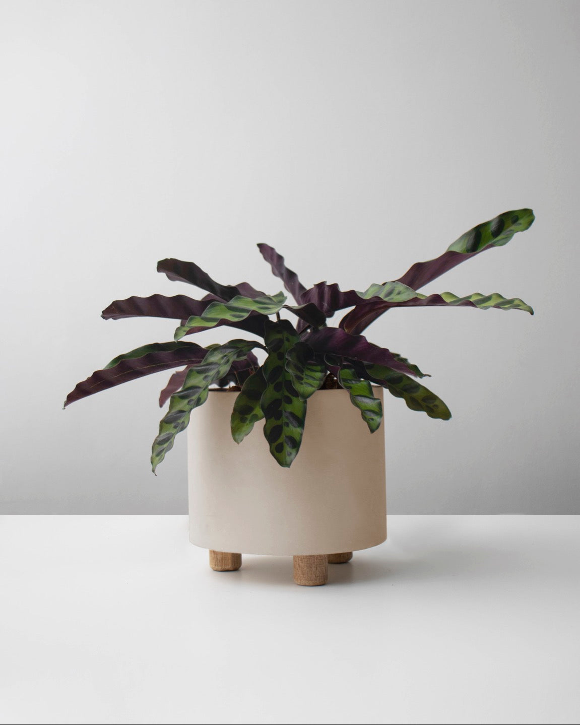 Calathea