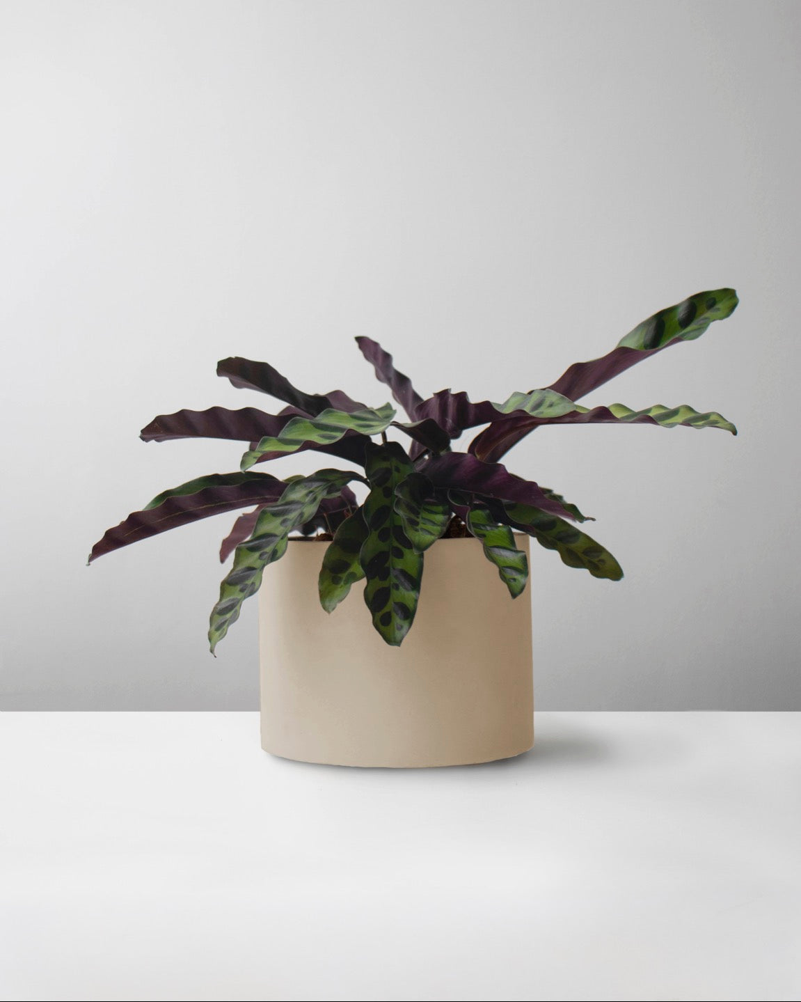 Calathea