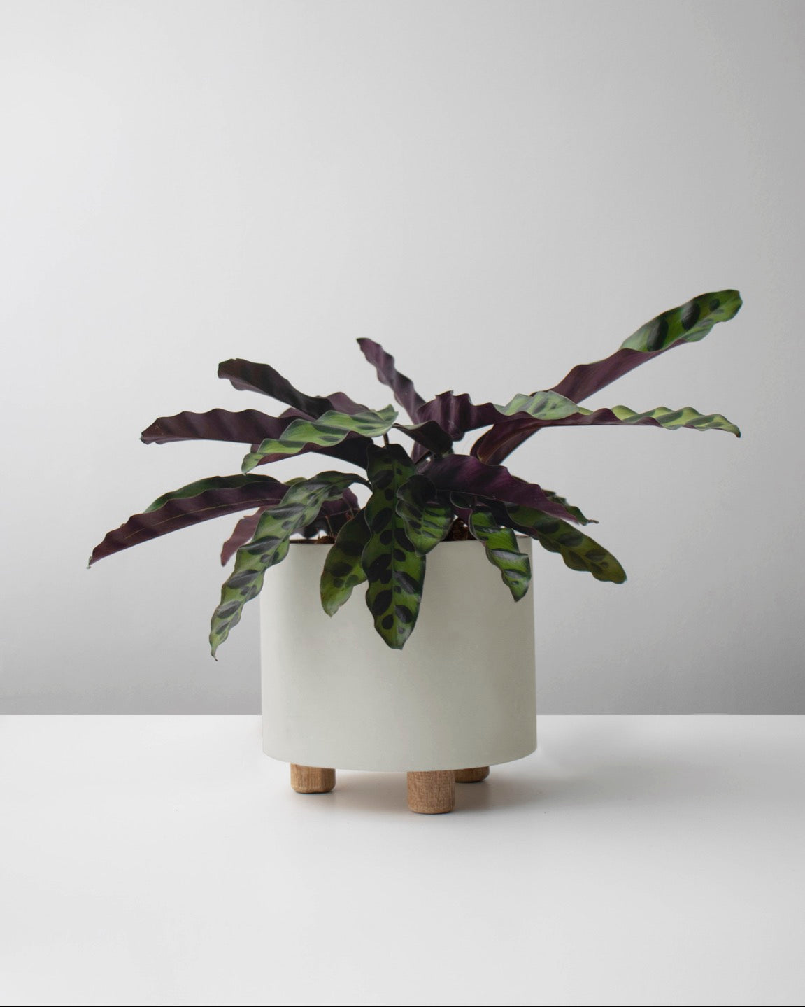 Calathea