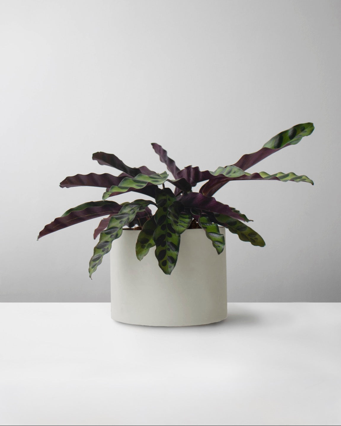 Calathea