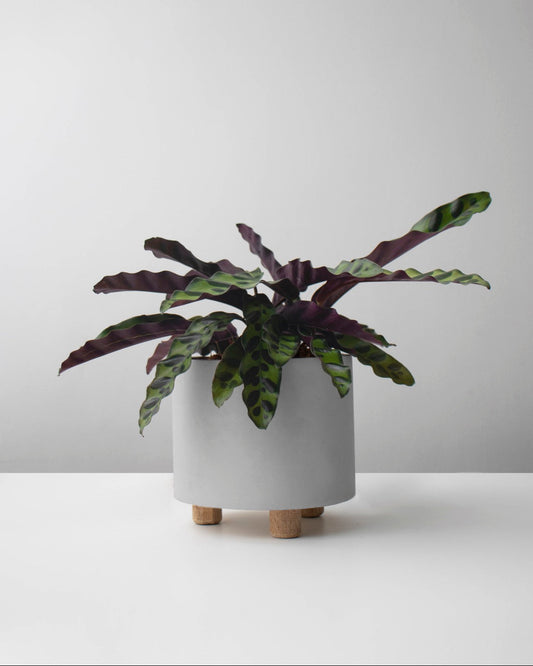 Calathea
