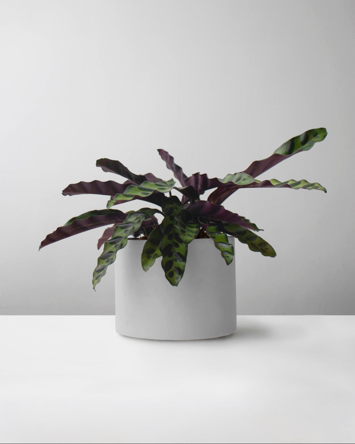 Calathea