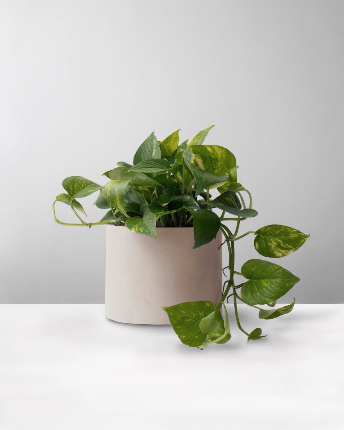 Miami variegado