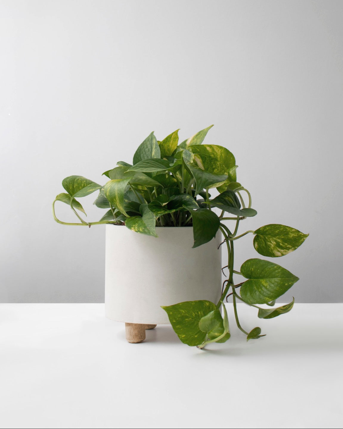 Miami variegado